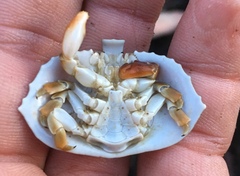 Cryptolithodes sitchensis