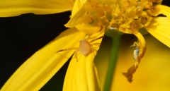 Thomisus daradioides