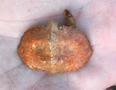 Cryptolithodes sitchensis