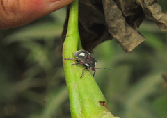 Chinavia erythrocnemis