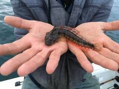 Neoclinus uninotatus