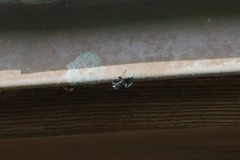 Chalybion zimmermanni