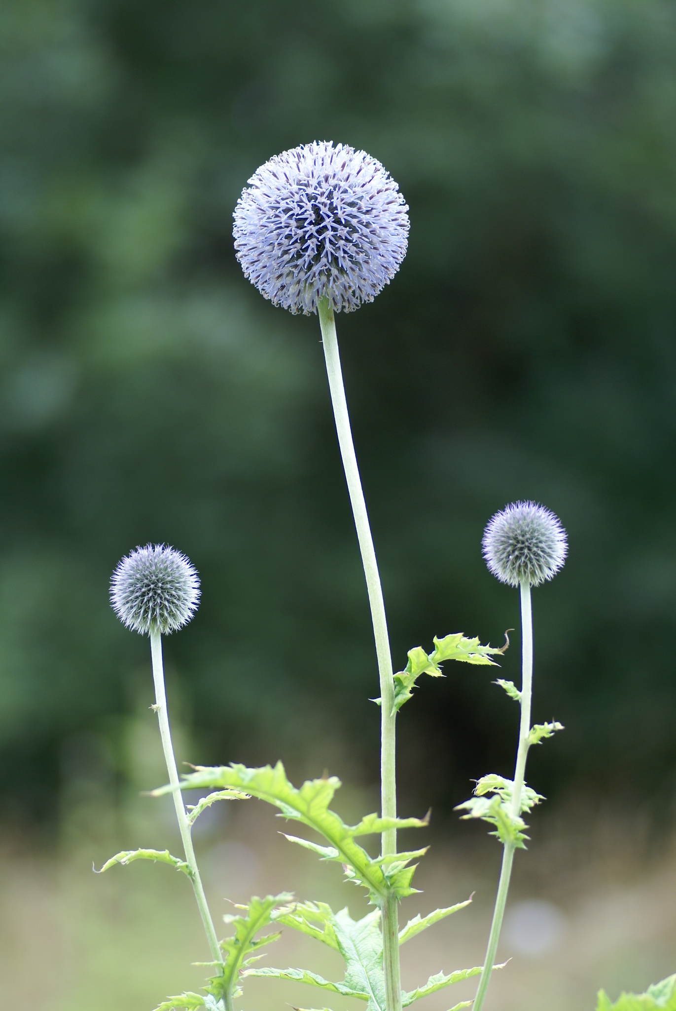 Echinops exaltatus