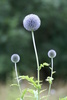 Tall Globe-Thistle - Photo (c) Rolf Engstrand, some rights reserved (CC BY-SA)