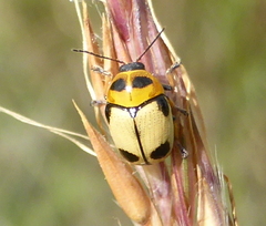 Cryptocephalus bistripustulatus
