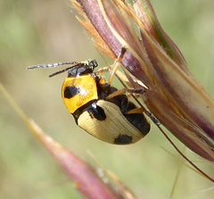 Cryptocephalus bistripustulatus
