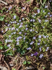 Houstonia serpyllifolia