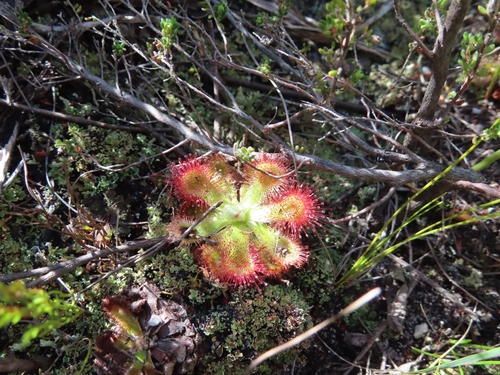Image of Drosera esterhuyseniae by (c) linkie, some rights reserved (CC BY)