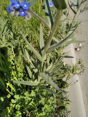Anchusa leptophylla
