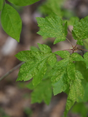 Eriophyes torminalis