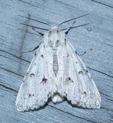 Acronicta vulpina