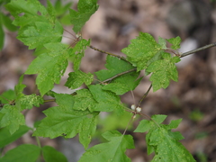 Eriophyes torminalis