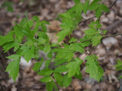 Eriophyes torminalis