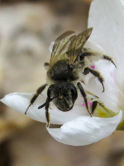 Andrena erigeniae
