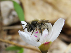 Andrena erigeniae
