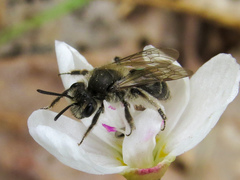 Andrena erigeniae