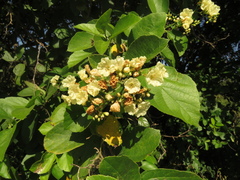 Cordia dentata