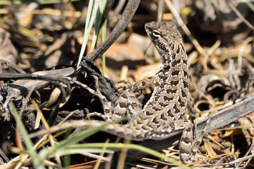 Elegant Earless Lizard