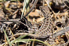 Elegant Earless Lizard photo 2