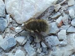 Bombylius medius