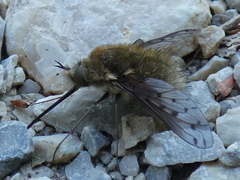 Bombylius medius