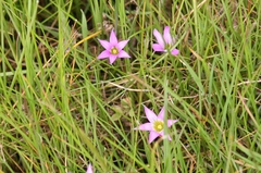Romulea rosea australis