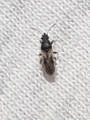 Metopoplax ditomoides