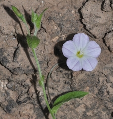 Convolvulus siculus