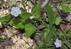 Convolvulus siculus