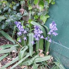 Hyacinthoides