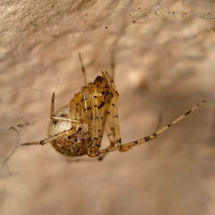 Platnickina nigropunctata