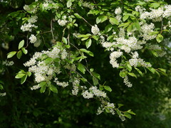 Prunus padus