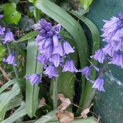 Hyacinthoides