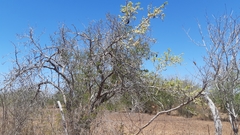 Ebenopsis caesalpinioides