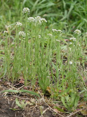 Lepidium campestre