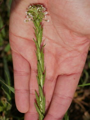 Lepidium campestre