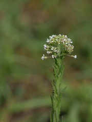 Lepidium campestre