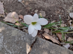 Zephyranthes miradorensis