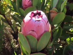 Protea stokoei