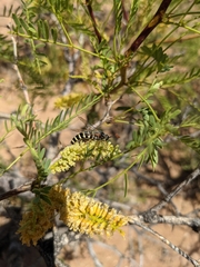 Opomydas townsendi