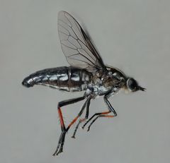 Megathereva albopilosa