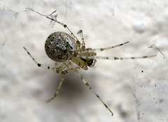 Platnickina nigropunctata