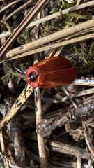 Omethidae
