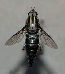 Megathereva albopilosa