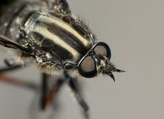 Megathereva albopilosa