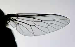 Megathereva albopilosa