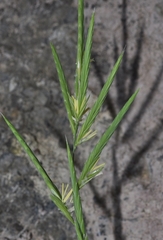 Brachypodium phoenicoides