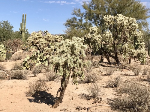 Cylindropuntia fulgida
