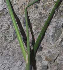Brachypodium phoenicoides