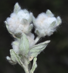 Bombycilaena discolor